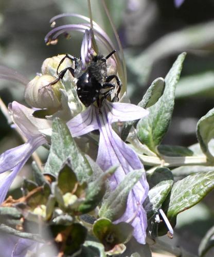 Réf. 280 932 : Melecta sp.